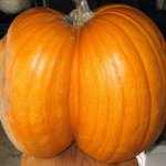 Thick pumpkin
