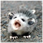 baby opossum