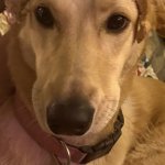 Queen of the Bread Borks