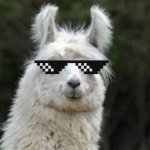 COOLES LAMA!!!