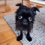 tiny confused dog