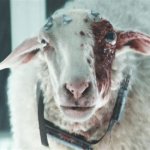 Resting Sheep Face