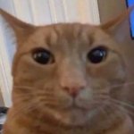 orange cat staring meme
