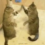 cat slaps GIF Template