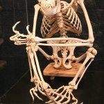 Monke skeleton