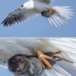 Small animal caught by a predator meme