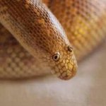 Arabian Sand Boa Can You Don't