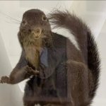 Bad Taxidermy Squirrel