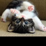 Cute kitten meme