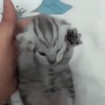 Distraught Cat GIF Template