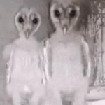 Owl GIF Template