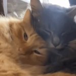 Kkkkkkkk GIF Template