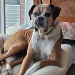 Boxer dog