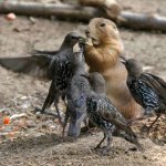 Interspecies Competition