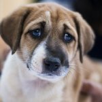 Sad doggy