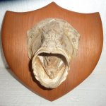 fish head trophy