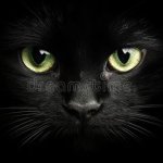 Black cat