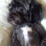 Shock and awwww meme