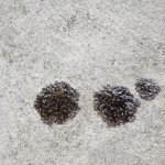 Driveway Stains