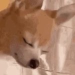 Sad Doggo GIF Template