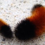 WOOLLY BEAR CATEPILLAR