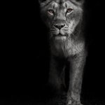 The Lioness Does Not Concern Herself