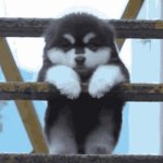 dog GIF Template