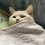 Cat Wake up