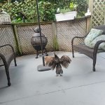 Peacockin’ template