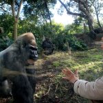 Gorilla Jane Goodall