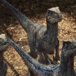 Raptor