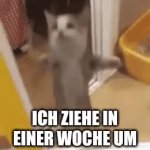 Cat GIF Template