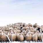 Generals gathered in their masses