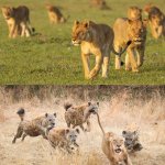 Lions vs Hyenas comparison