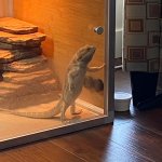 Beardie watching