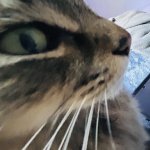 Oh No (Cooper the Mainecoon)
