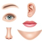 human facial features