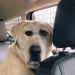 concerned dog GIF Template