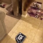 Jumpy cat GIF Template