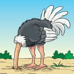 Ostrich head in sand