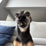 Funny dog