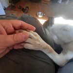 Hand holding dying dog