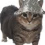tin foil hat cat