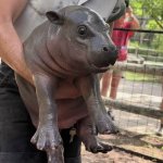 Mars Pygmy hippo