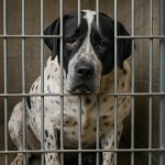 A big 75 lb dog with black and white spots in a cage looking ver