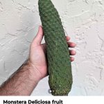 Funny meme
