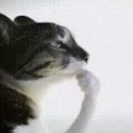 Cat Think GIF Template