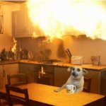dog in kitchen on fire