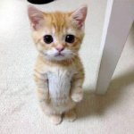 cute kitty