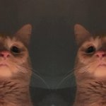 The Cat Cult meme